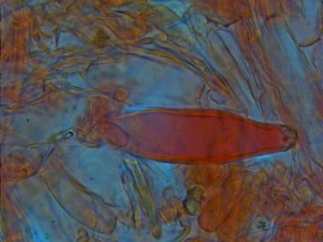 Inocybe 1 (cfr. Inocybe posterula)